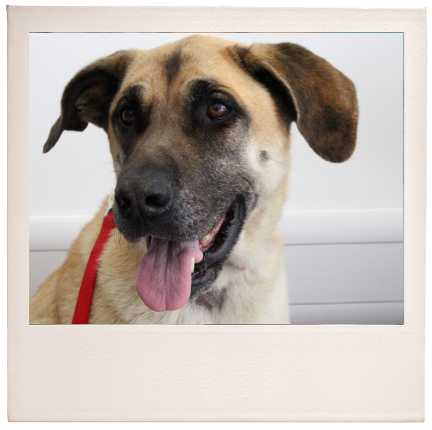 Therapie der Addison´schen Erkrankung beim Hund